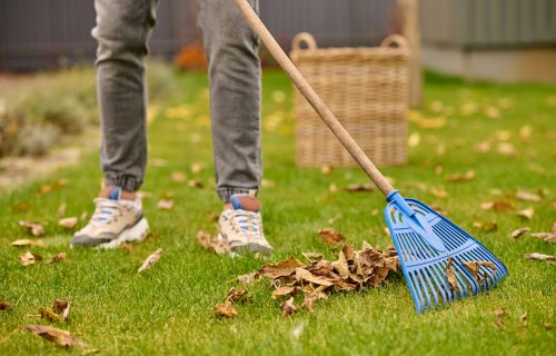 Male feet on lawn and rake near leaves Raking up leaves. Male legs in gray jeans and sneakers on green lawn and raking yellow leaves in garden on autumn day, no face