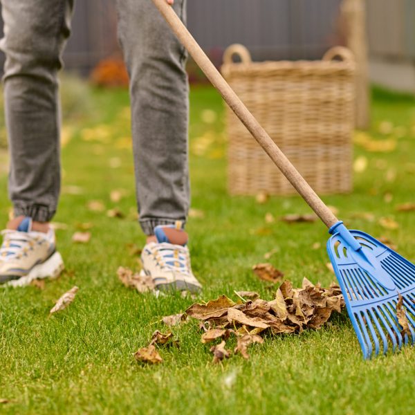 Male feet on lawn and rake near leaves Raking up leaves. Male legs in gray jeans and sneakers on green lawn and raking yellow leaves in garden on autumn day, no face